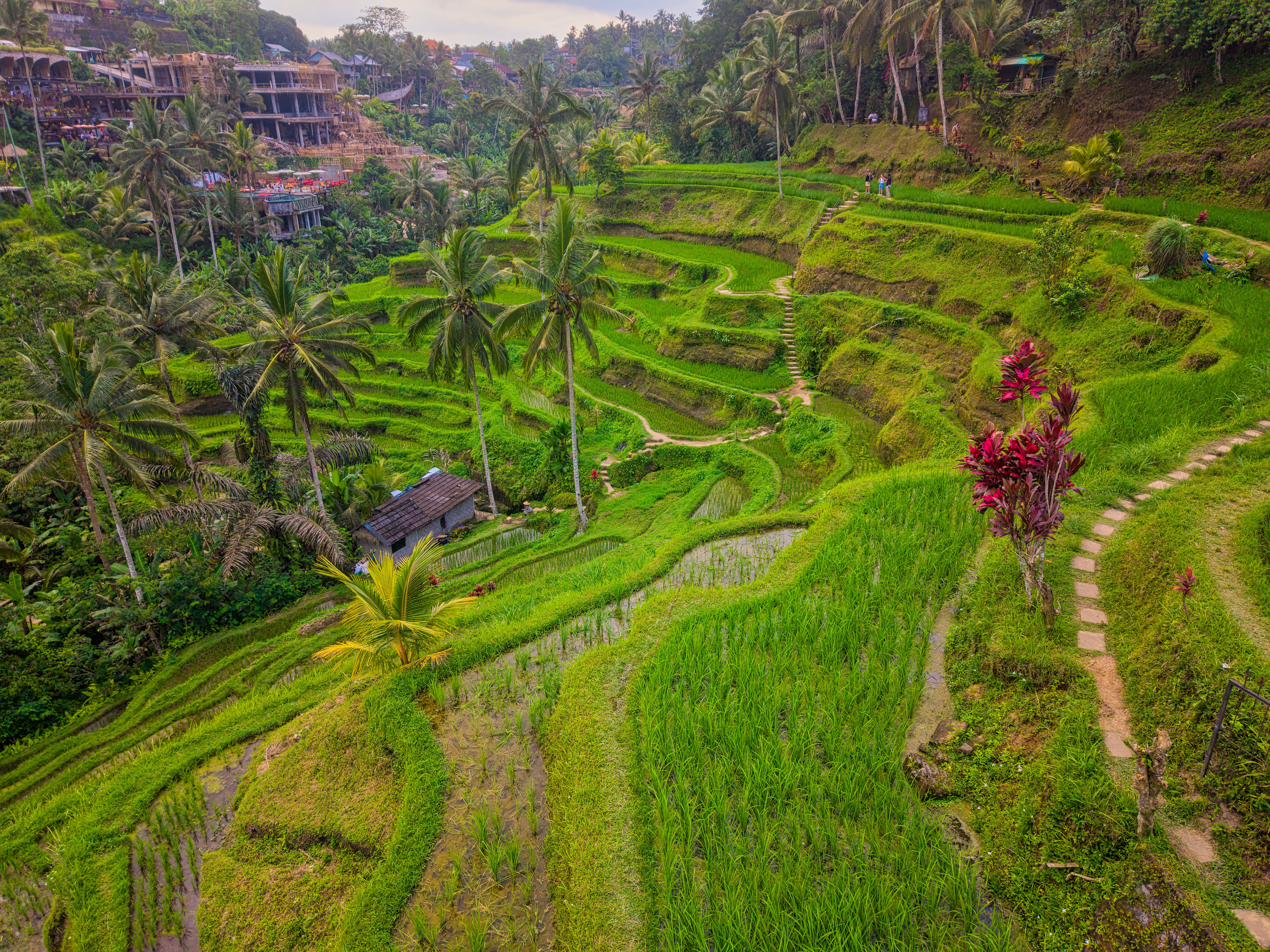 Scenic Bali Rice Terraces with Lush Greenery · Free Stock Photo