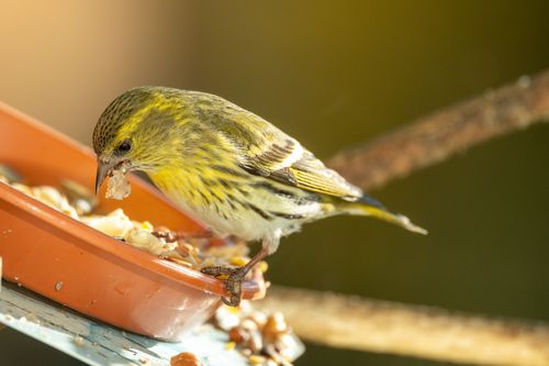 Free A vibrant yellow songbird enjoying seeds on a tray outdoors, capturing nature's beauty. Stock Photo