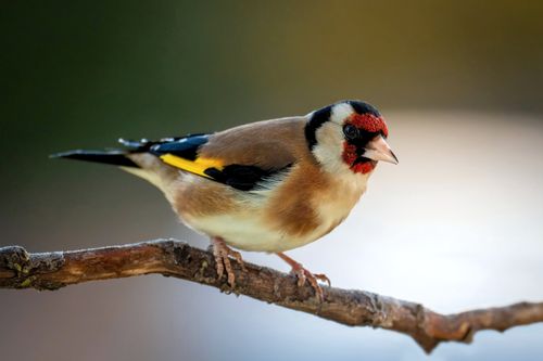 Free A vibrant European goldfinch perched on a branch, showcasing its striking colorful plumage. Stock Photo