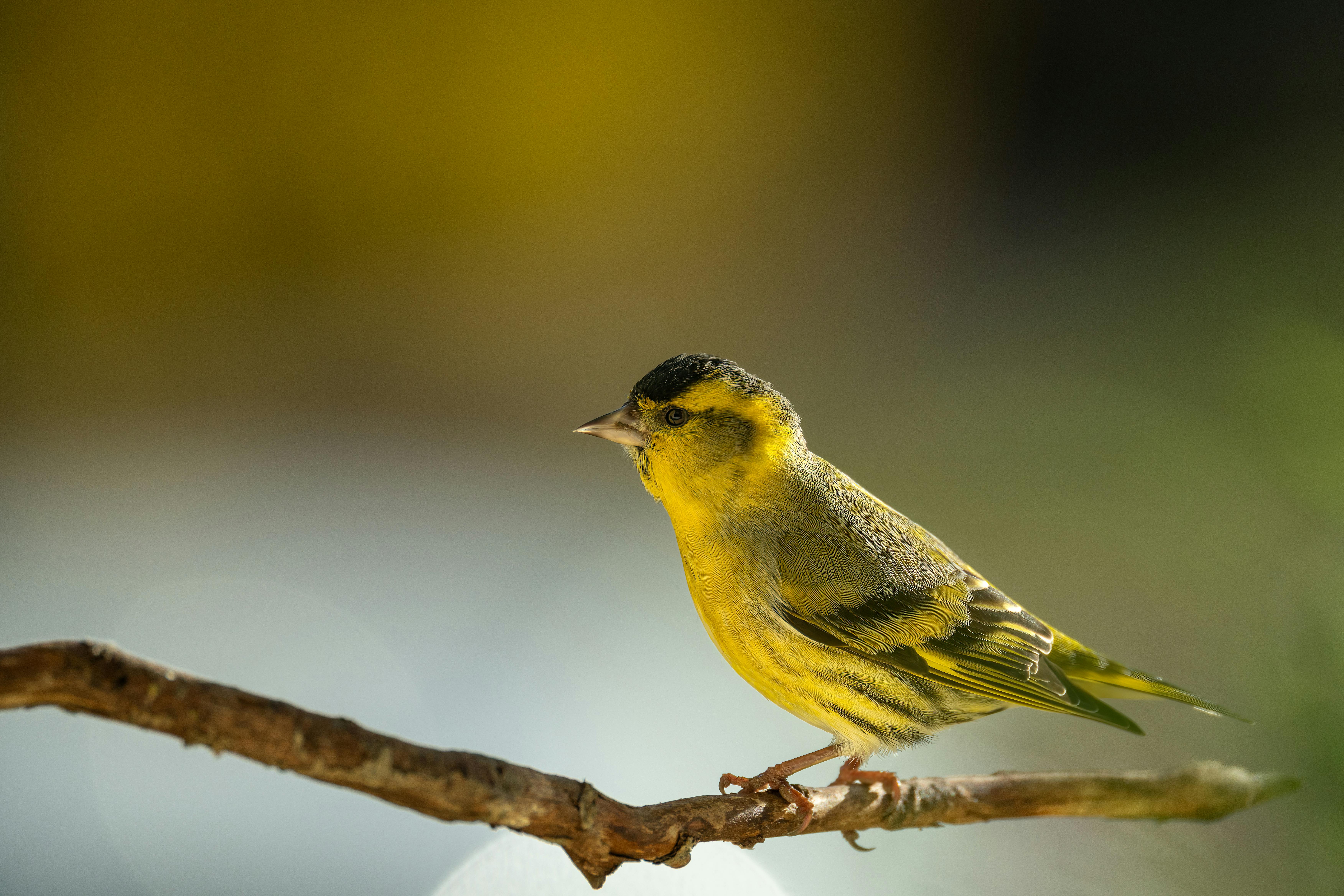Detailed side view of a vibrant yellow songbird on a branch against a blurred green background.
