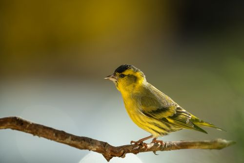 Free Detailed side view of a vibrant yellow songbird on a branch against a blurred green background. Stock Photo