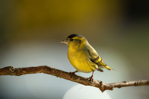 Free Bright yellow bird sitting on a branch, highlighting nature's beauty and birdwatching potential. Stock Photo
