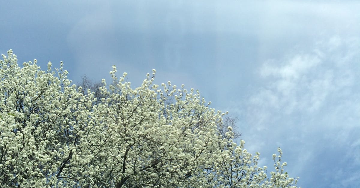 Free stock photo of blossoms, sky, spring