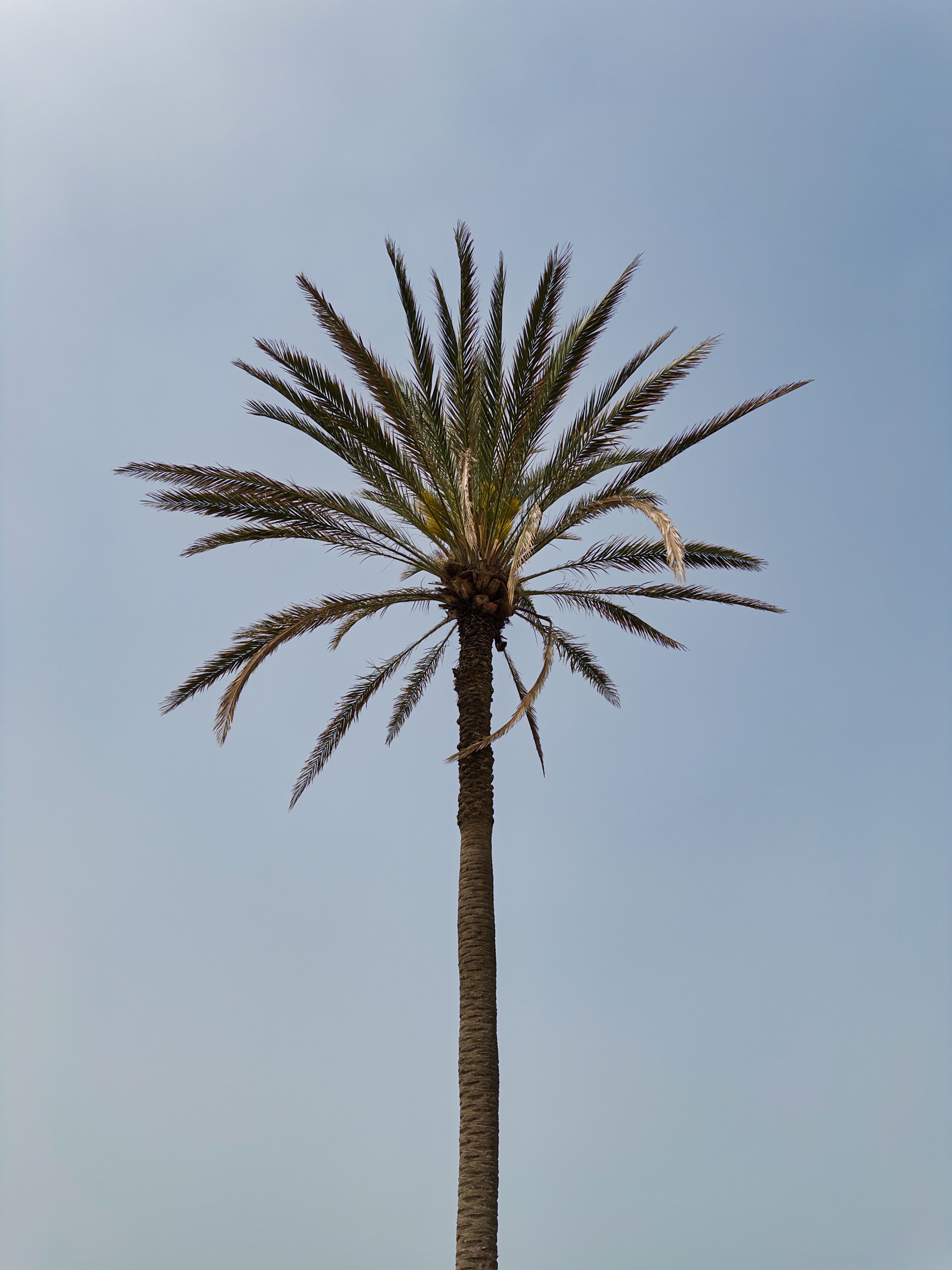 Tall palm tree standing against a clear blue sky in Playa de las Américas.