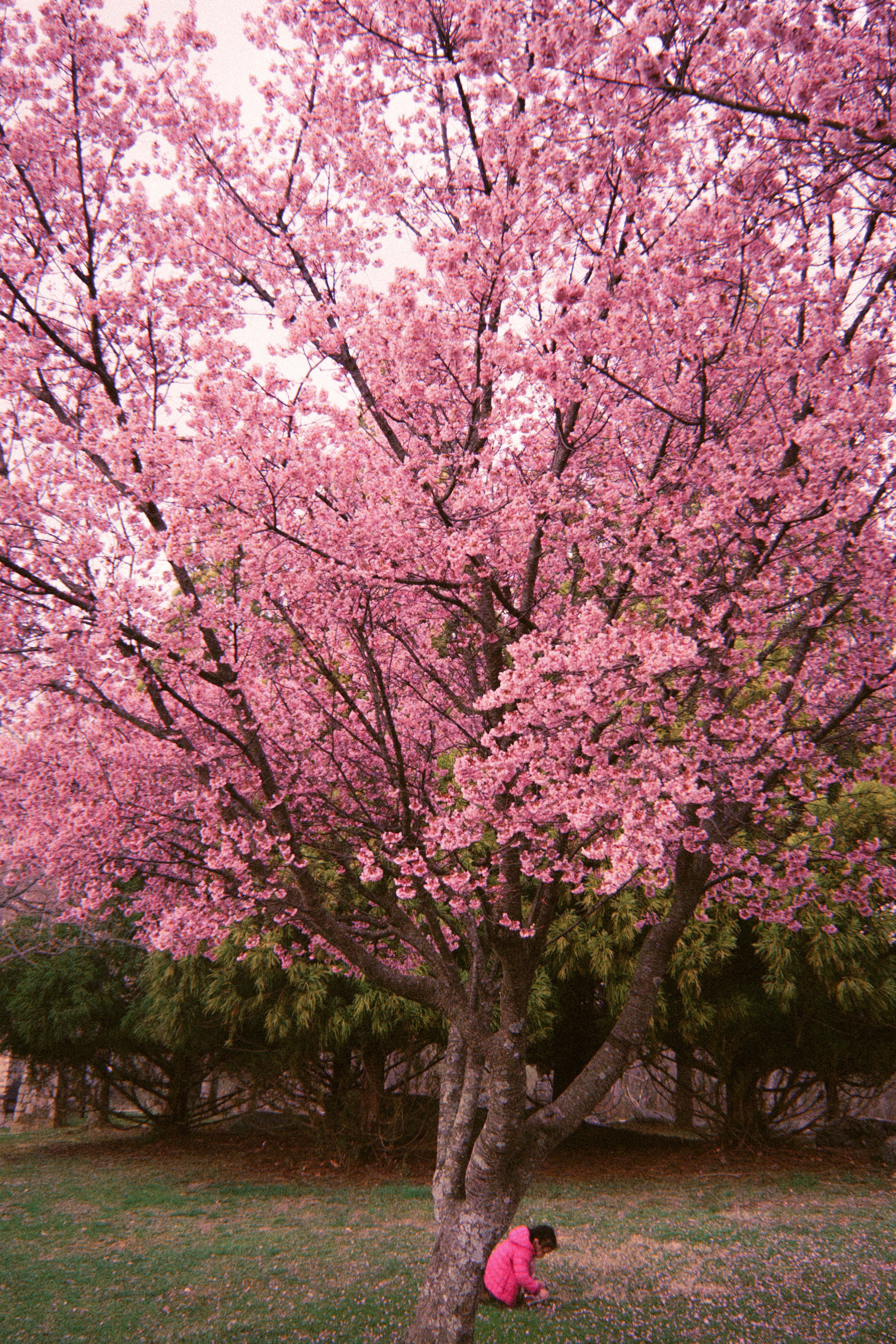 A child in pink sits under a vibrant cherry blossom tree in full bloom in a park, creating a serene spring scene.