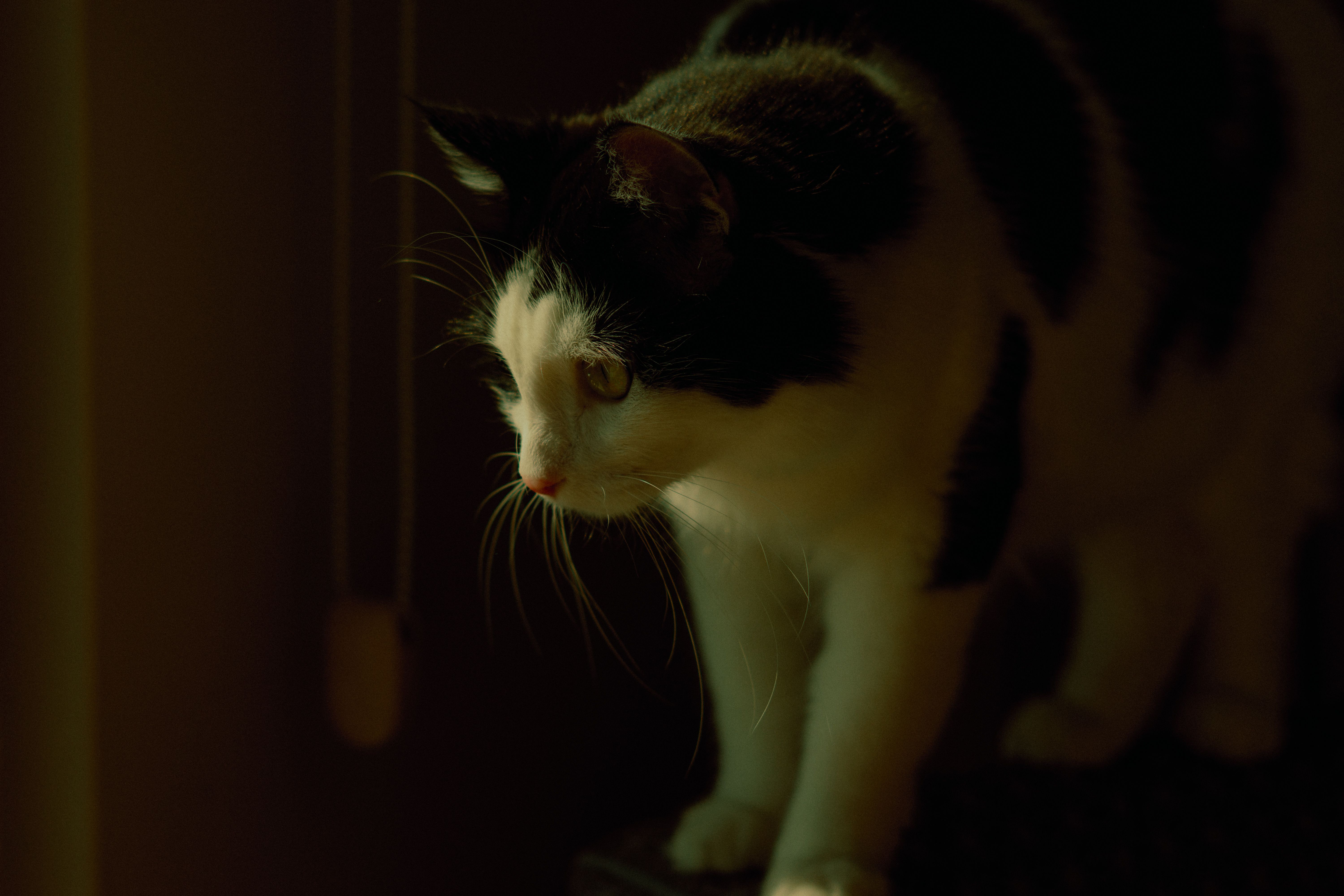 Portrait of a cat at a veterinary clinic