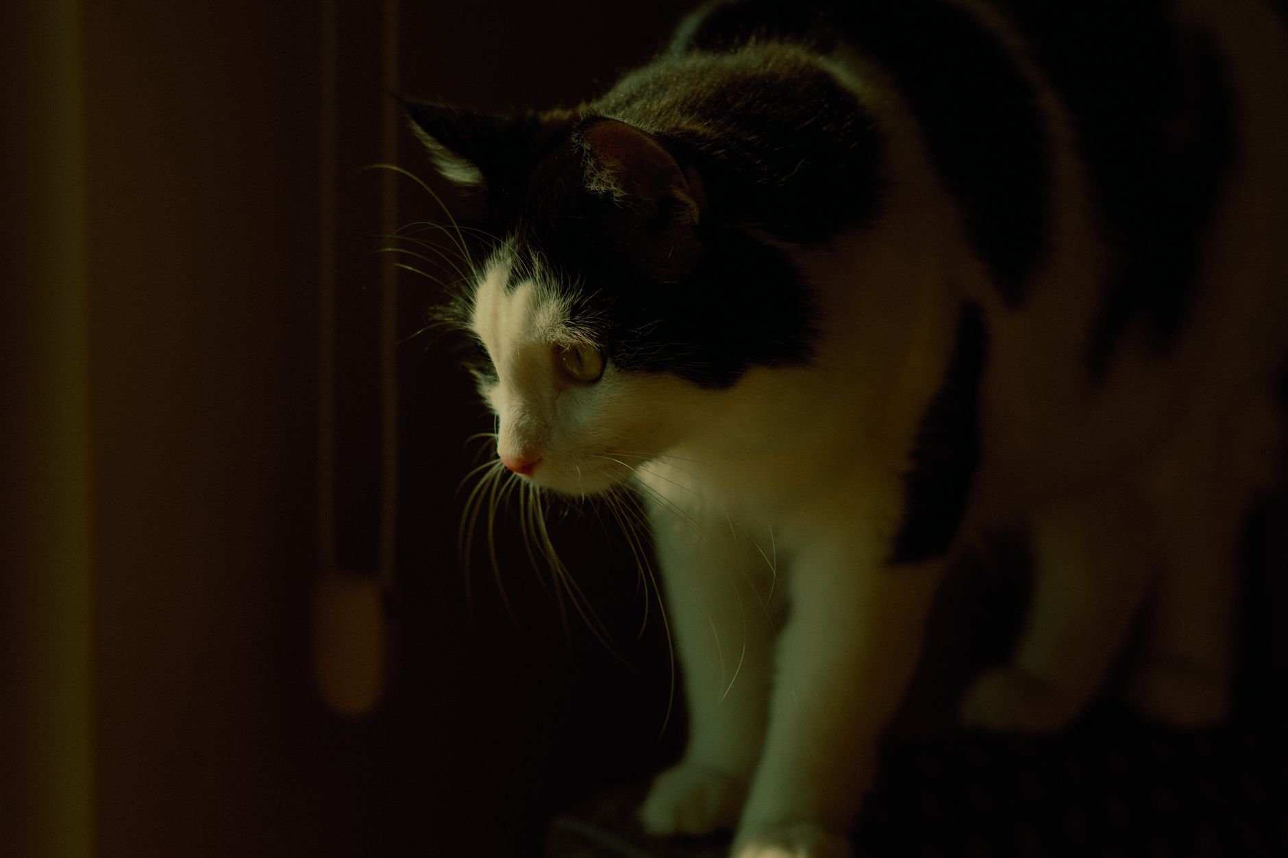 Portrait of a cat at a veterinary clinic