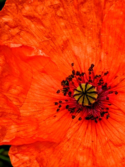 Free Detailed view of a red poppy flower showcasing its vivid colors and intricate details. Stock Photo