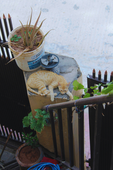 A ginger cat peacefully sleeps on a staircase surrounded by potted plants and urban elements.