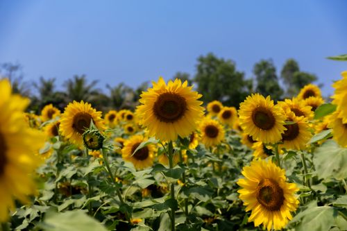 Free A vibrant sunflower field in full bloom under a clear blue sky in Kolkata, West Bengal, India. Stock Photo