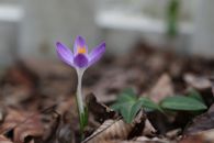 Close-up of a purple crocus flower emerging among fallen leaves, symbolizing early spring.
