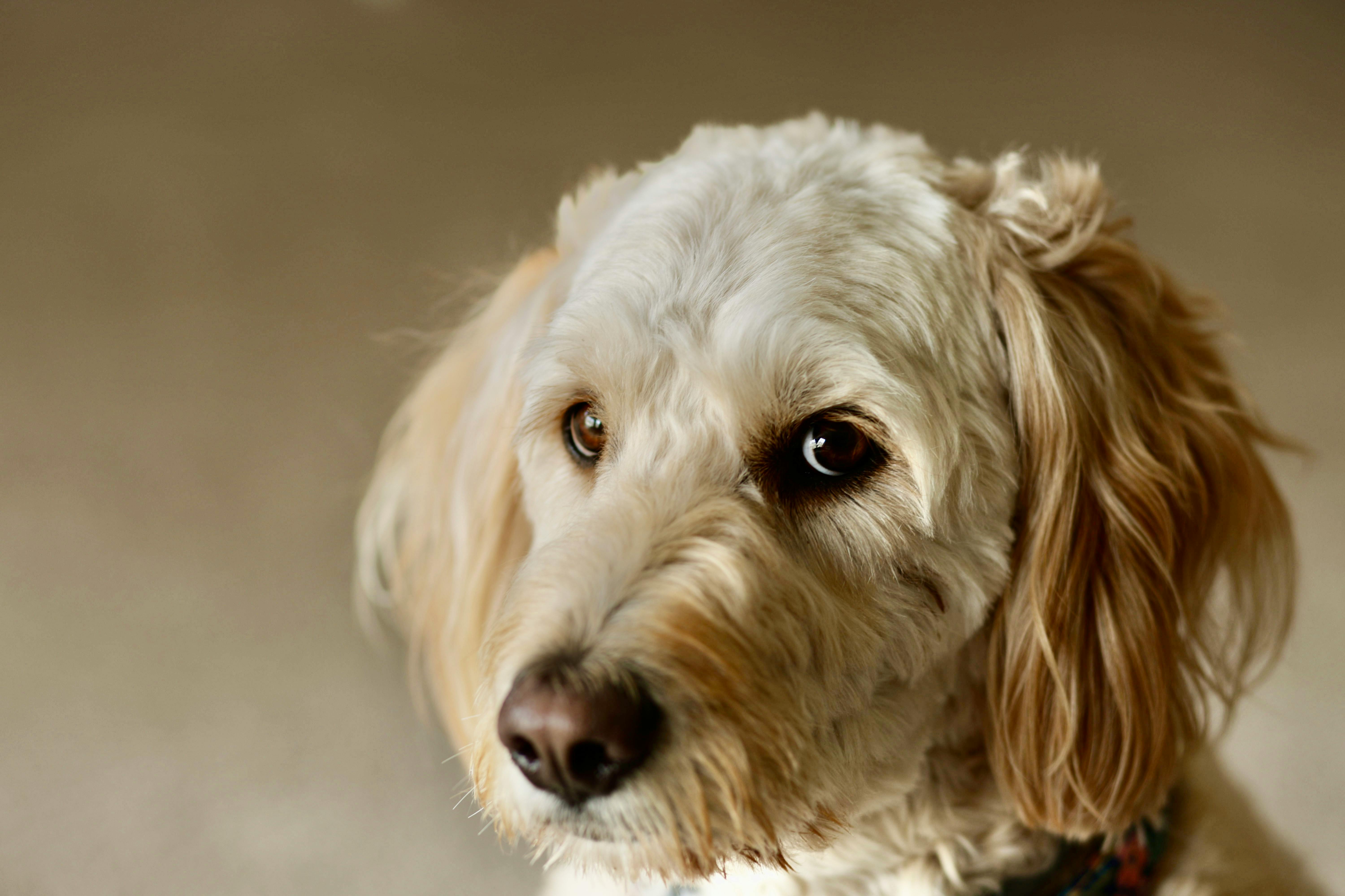 Caniche Pitic — inteligent, hipoalergenic și adorabil