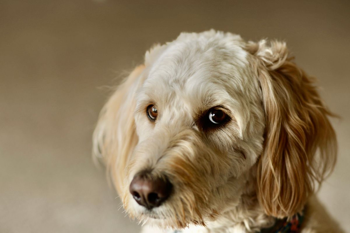 elevage goldendoodle france - Notre philosophie d’élevage : bien-être et transparence