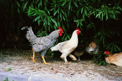 Free Chickens with vibrant plumage wandering in lush greenery in Muğla, Türkiye. Stock Photo