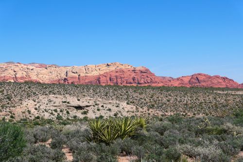 Free Breathtaking view of Red Rock Canyon's vibrant desert landscape under clear blue skies. Stock Photo