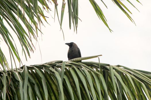 crow photo