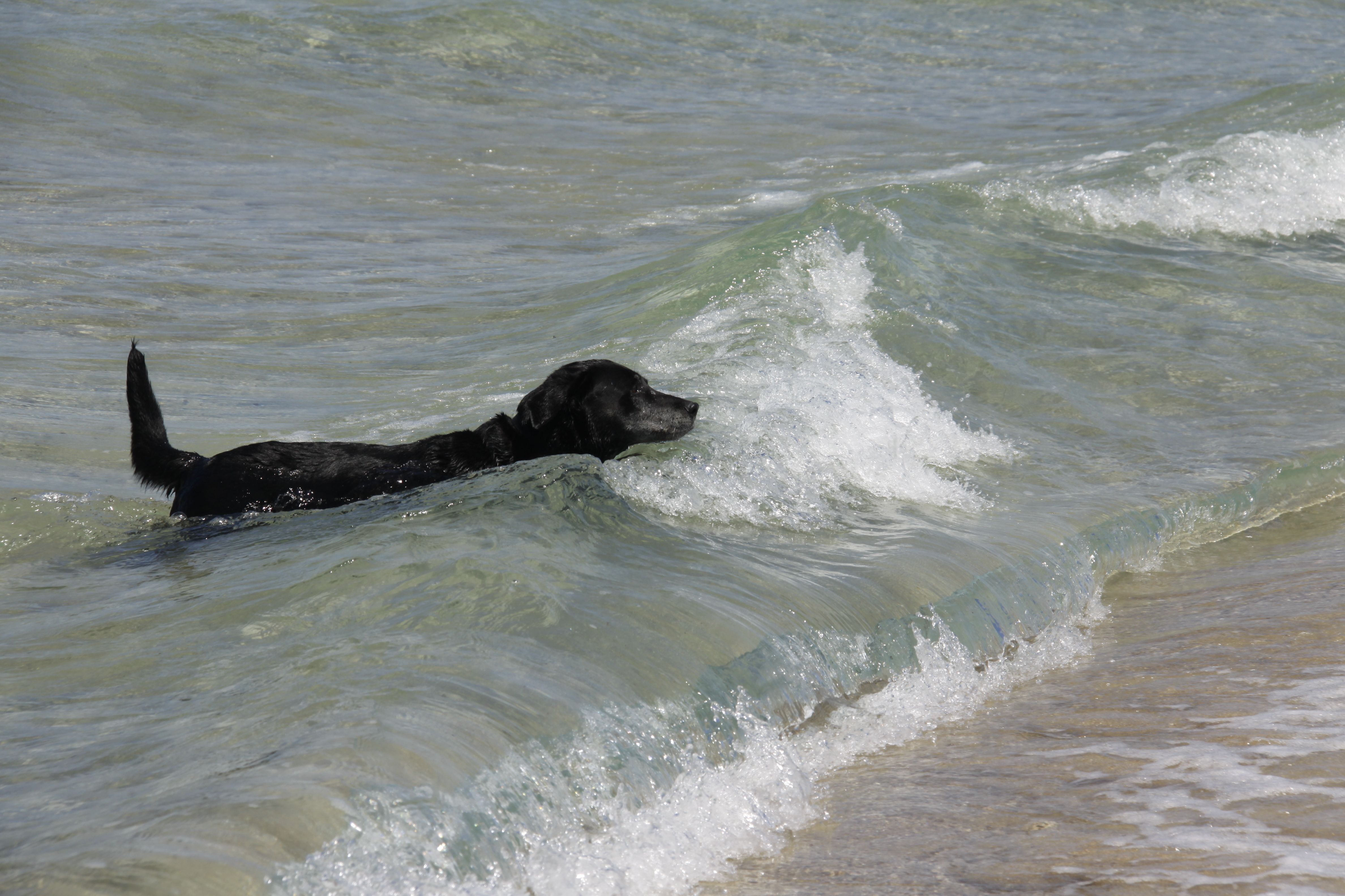 Black Labrador Retriever Swimming in Ocean Waves · Free Stock Photo