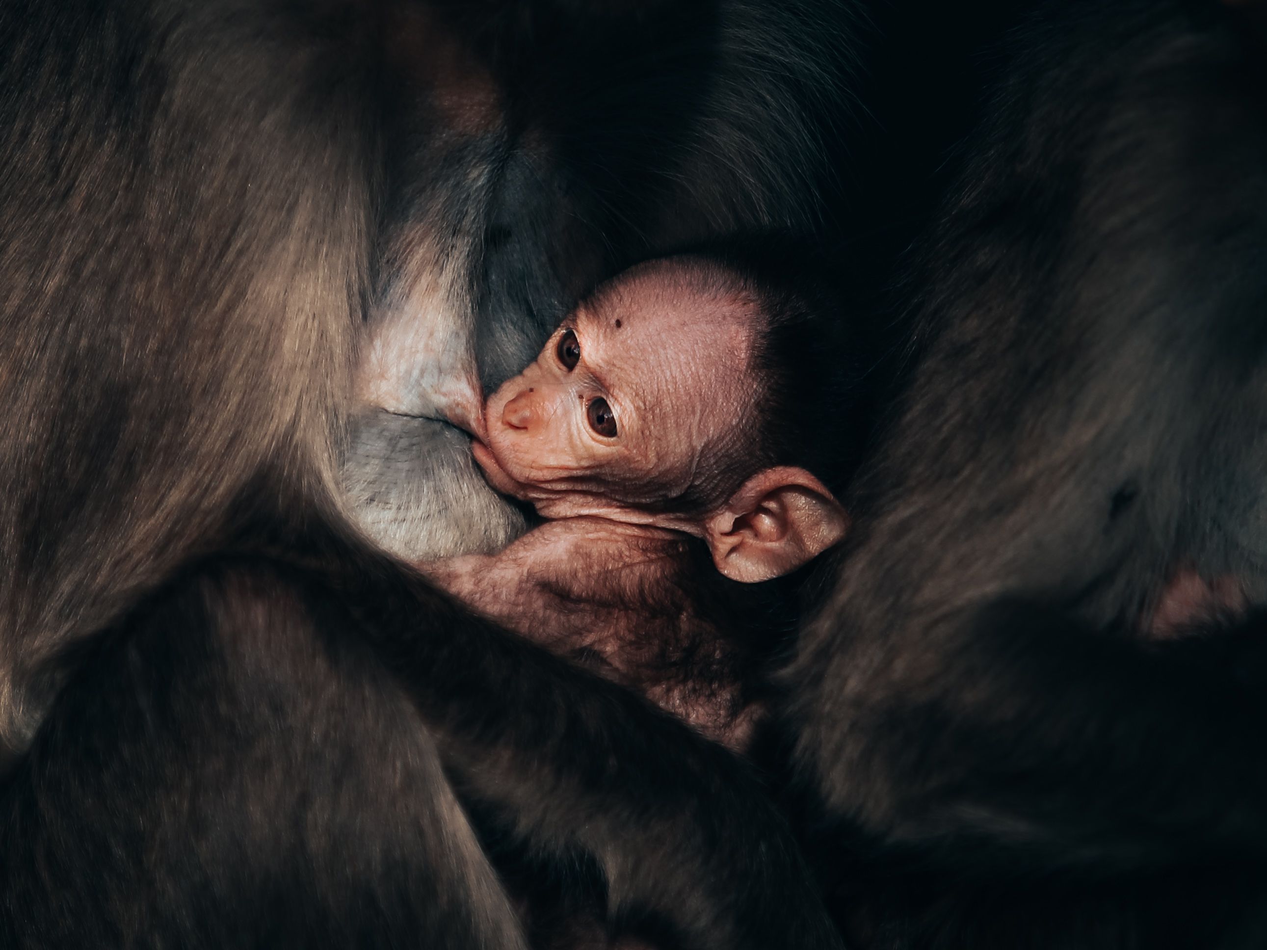 Close-up of a baby monkey nursing from its mother, showcasing maternal bond.