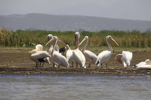 Free Great White Pelicans gathering at a lake shore with lush greenery in the background. Stock Photo