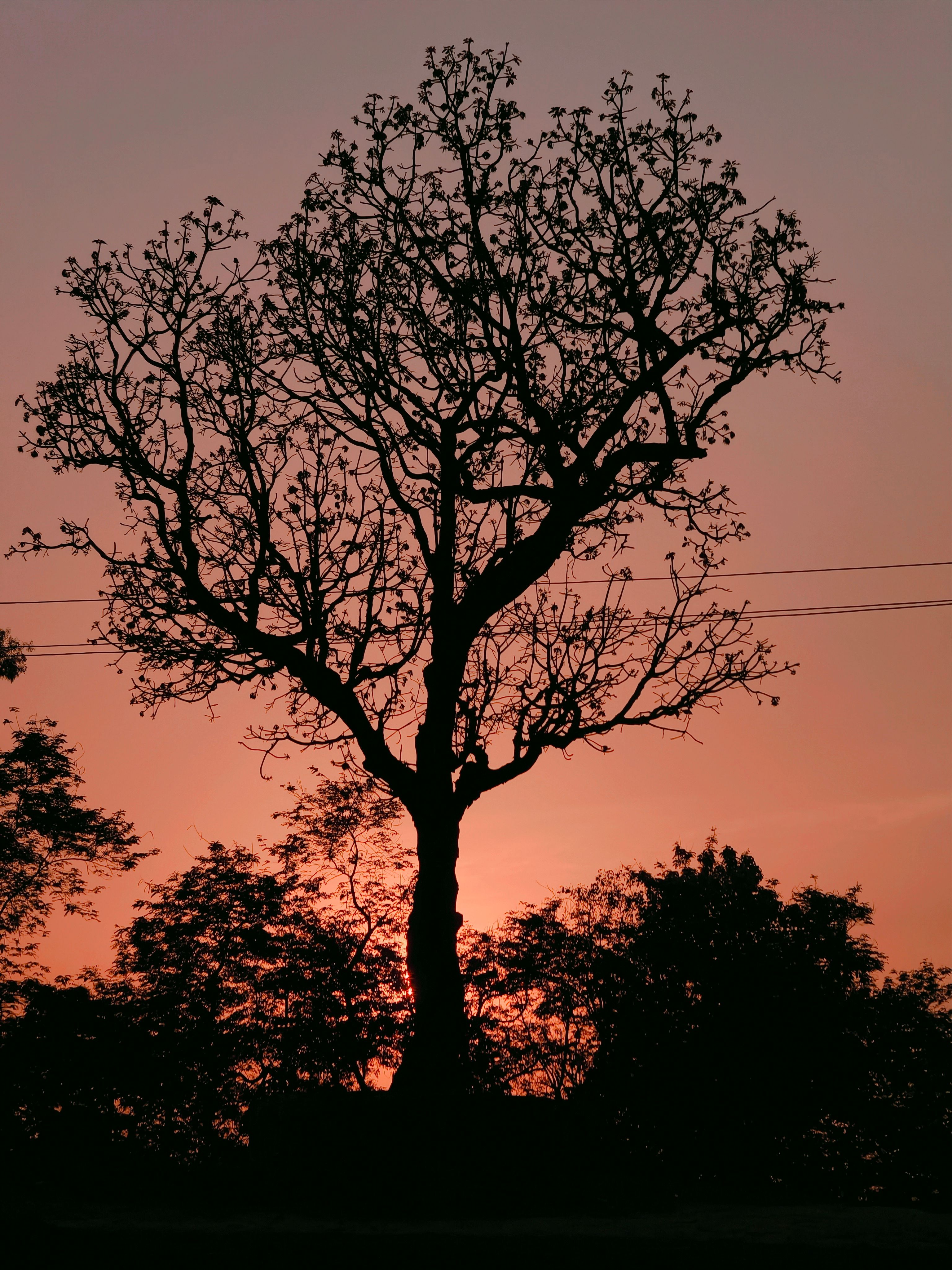 Silhouette of Tree at Sunset with Pink Sky · Free Stock Photo