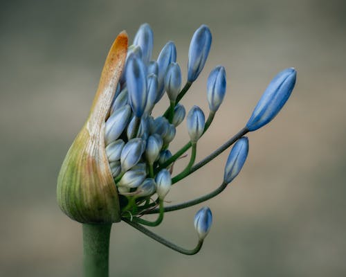 青い花のクローズアップ写真