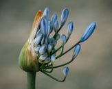 Close-Up Photo Of Blue Flower
