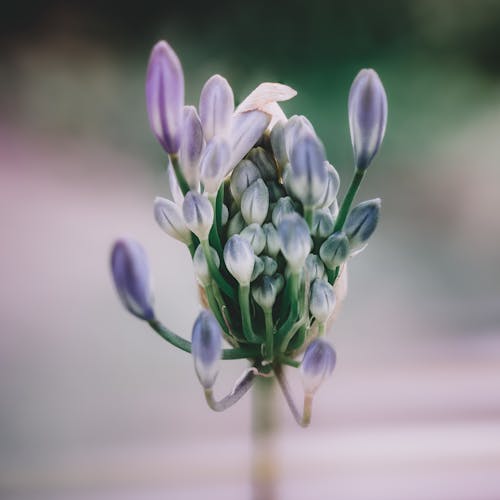 Photo En Gros Plan De Fleur Pourpre