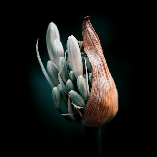 Close-Up Photo Of White Flower