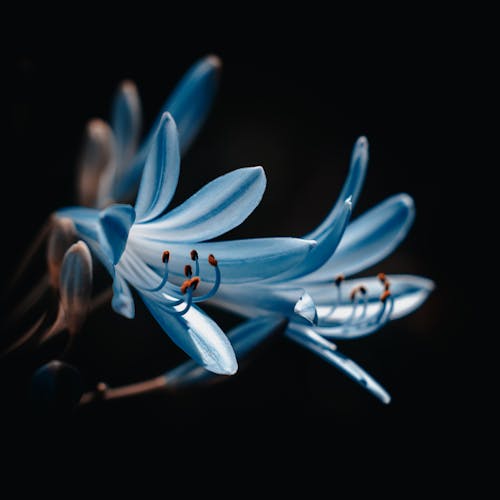 Close-Up Photo Of Blue Flower