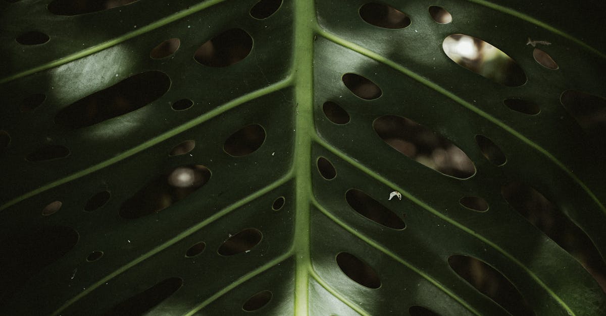 When does Swiss cheese plant get holes