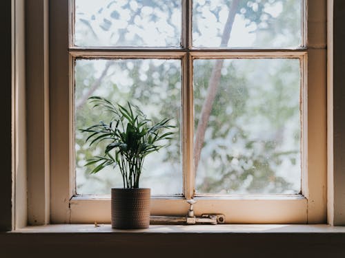 Free Green Potted Plant Beside Window Stock Photo