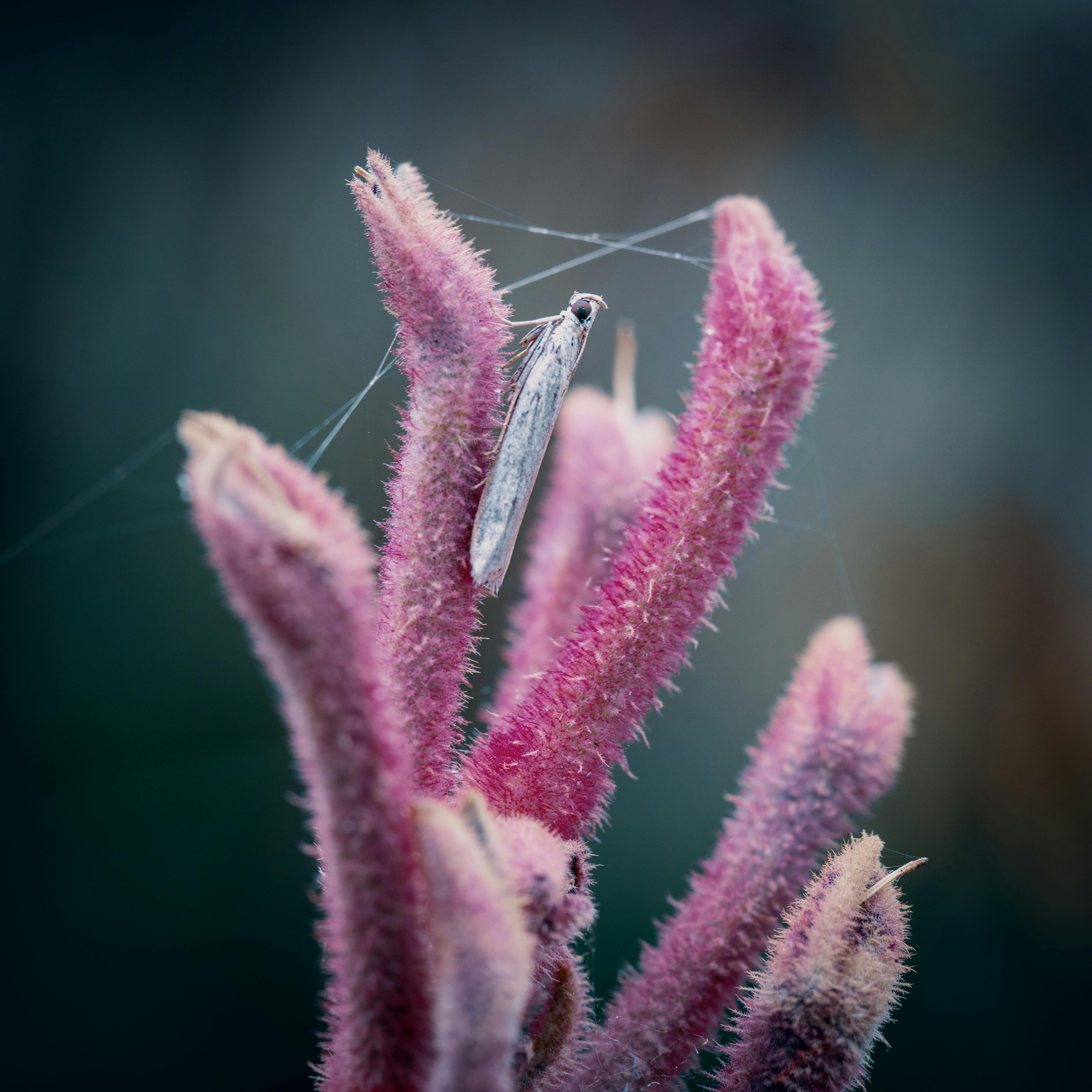 insect perched on pink flowers