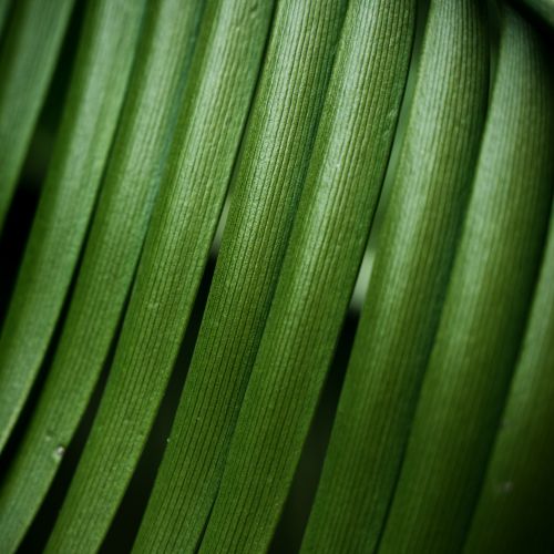Free Intricate texture of green leaf striations in a close-up shot, highlighting the natural pattern and color. Stock Photo