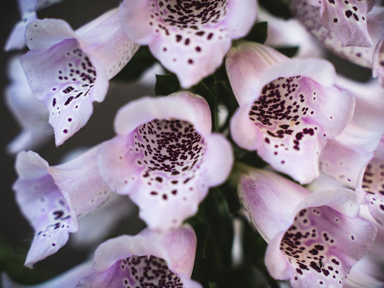 Close-Up Photo Of Purple Flower