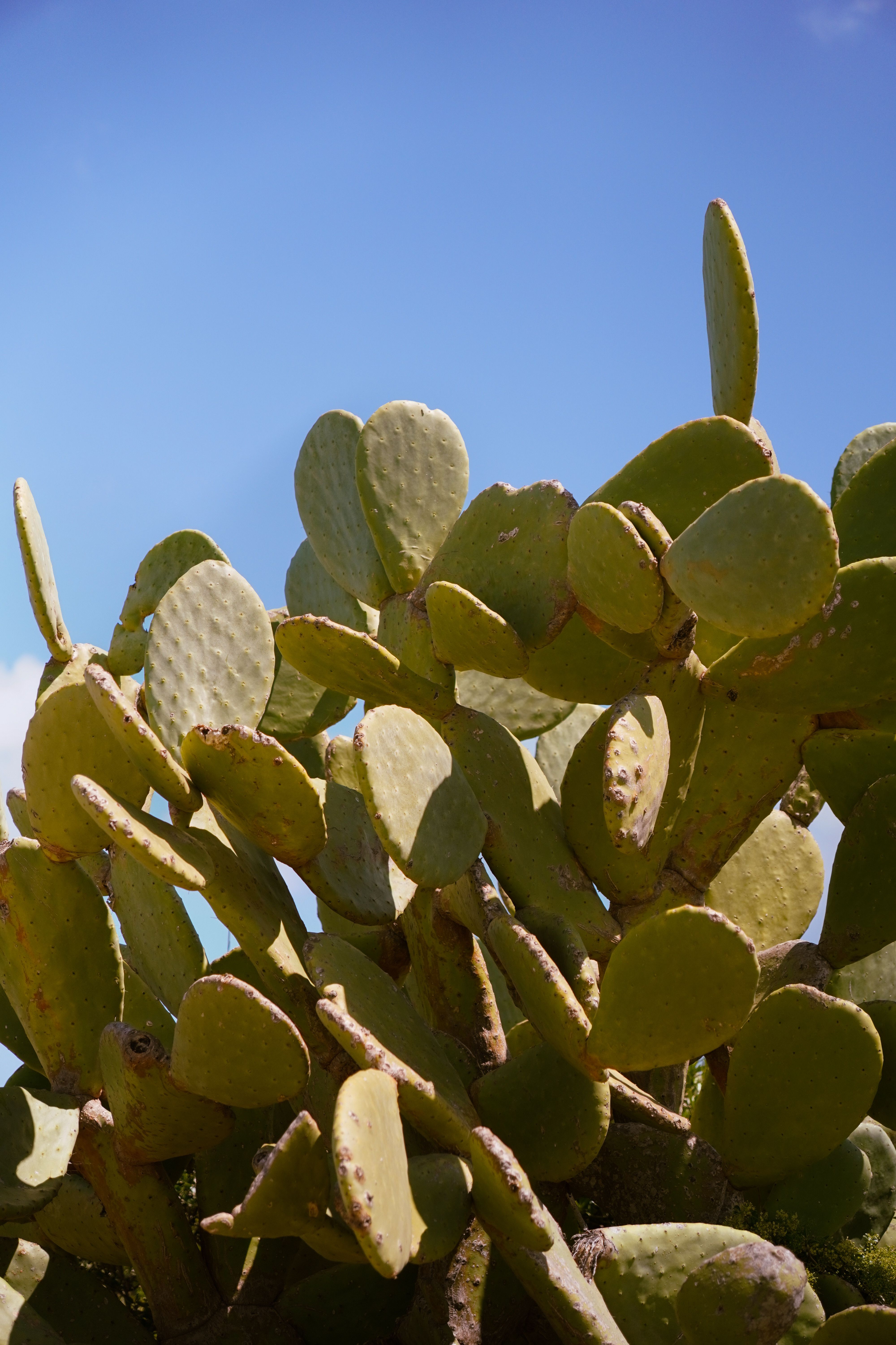 Cactus Plant on Arid Rocks  Free Stock Photo