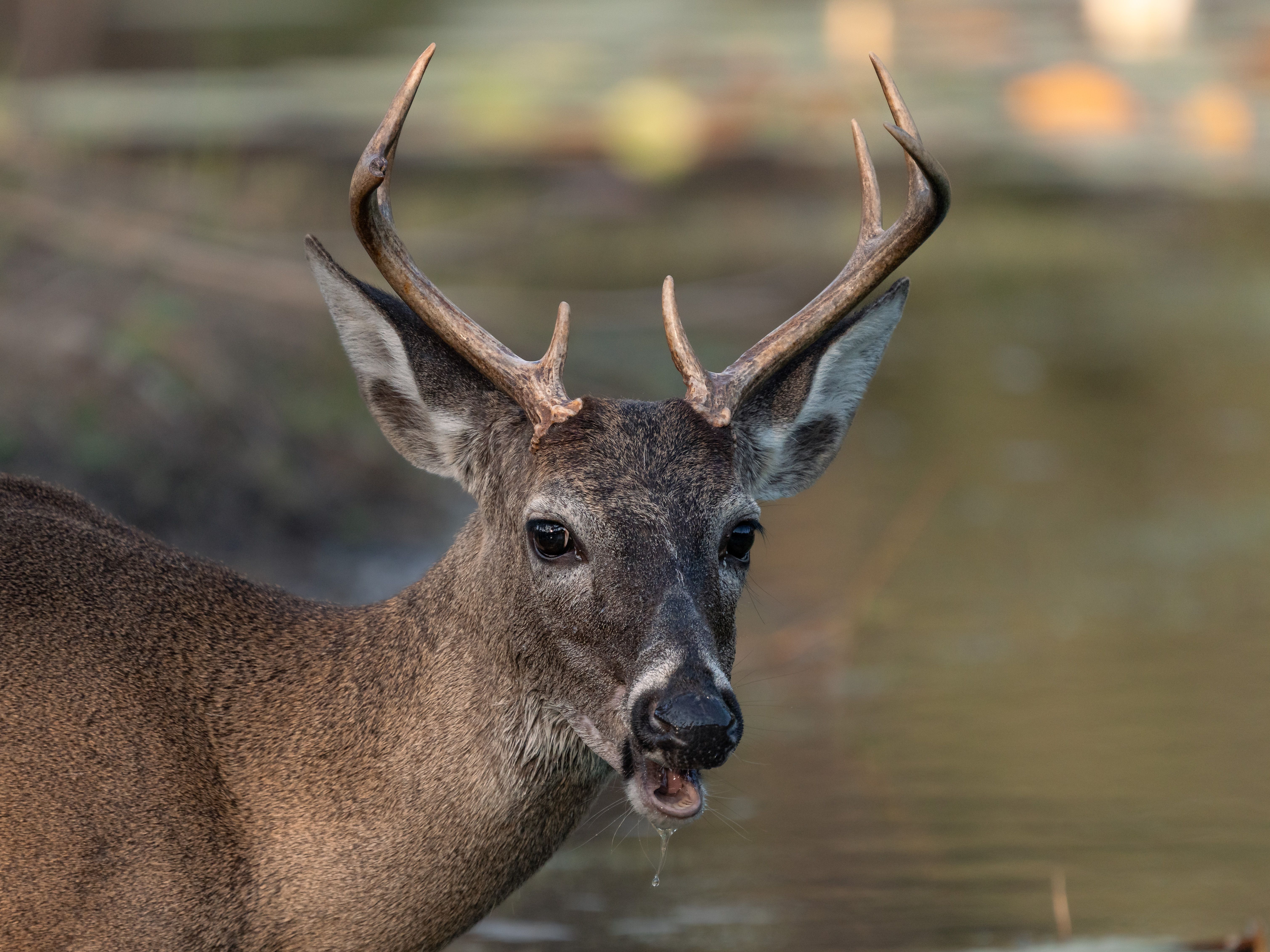 A detailed portrait of a white-tailed deer with antlers by a serene water background.