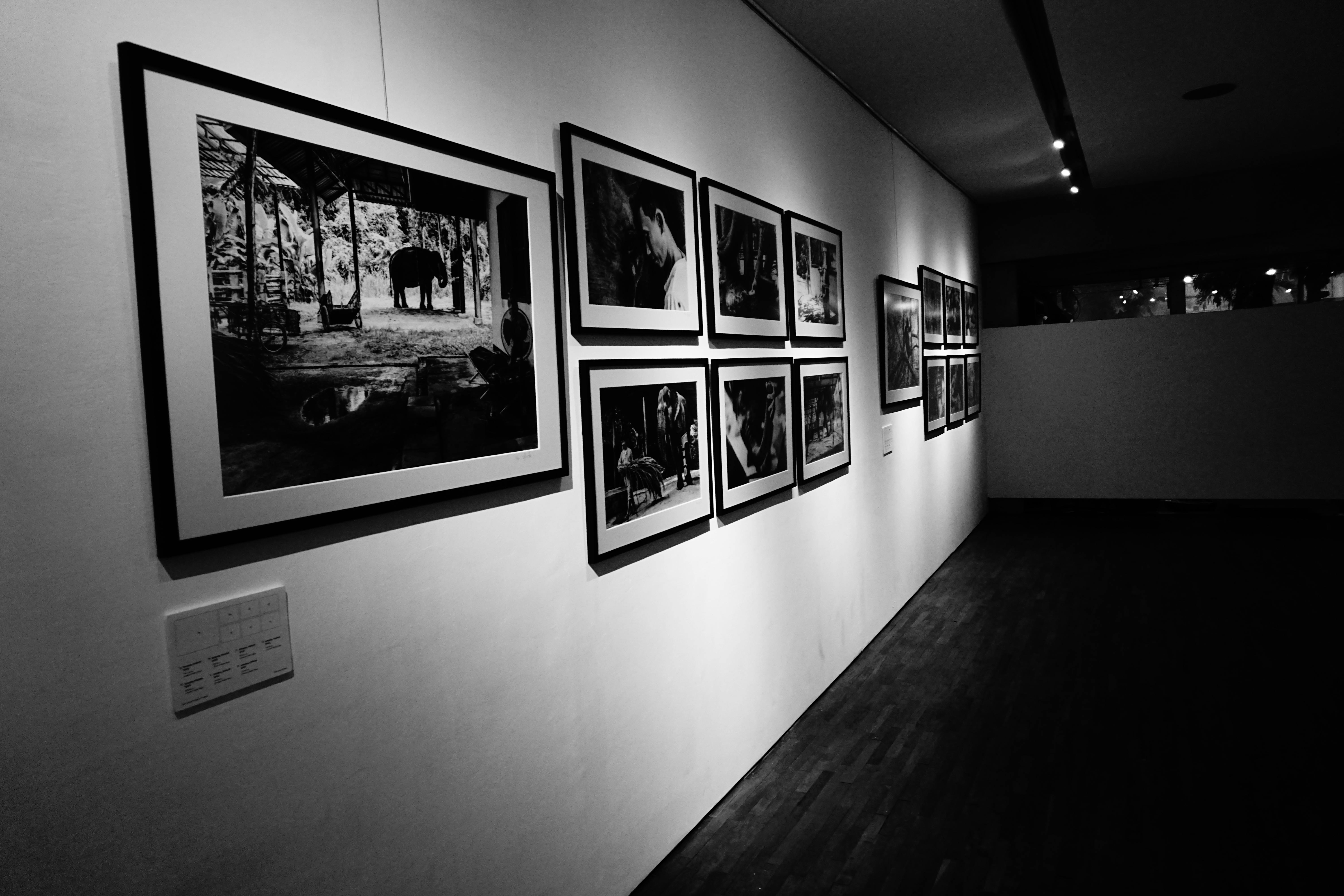 Free stock photo of animal photography, black and white, exhibition