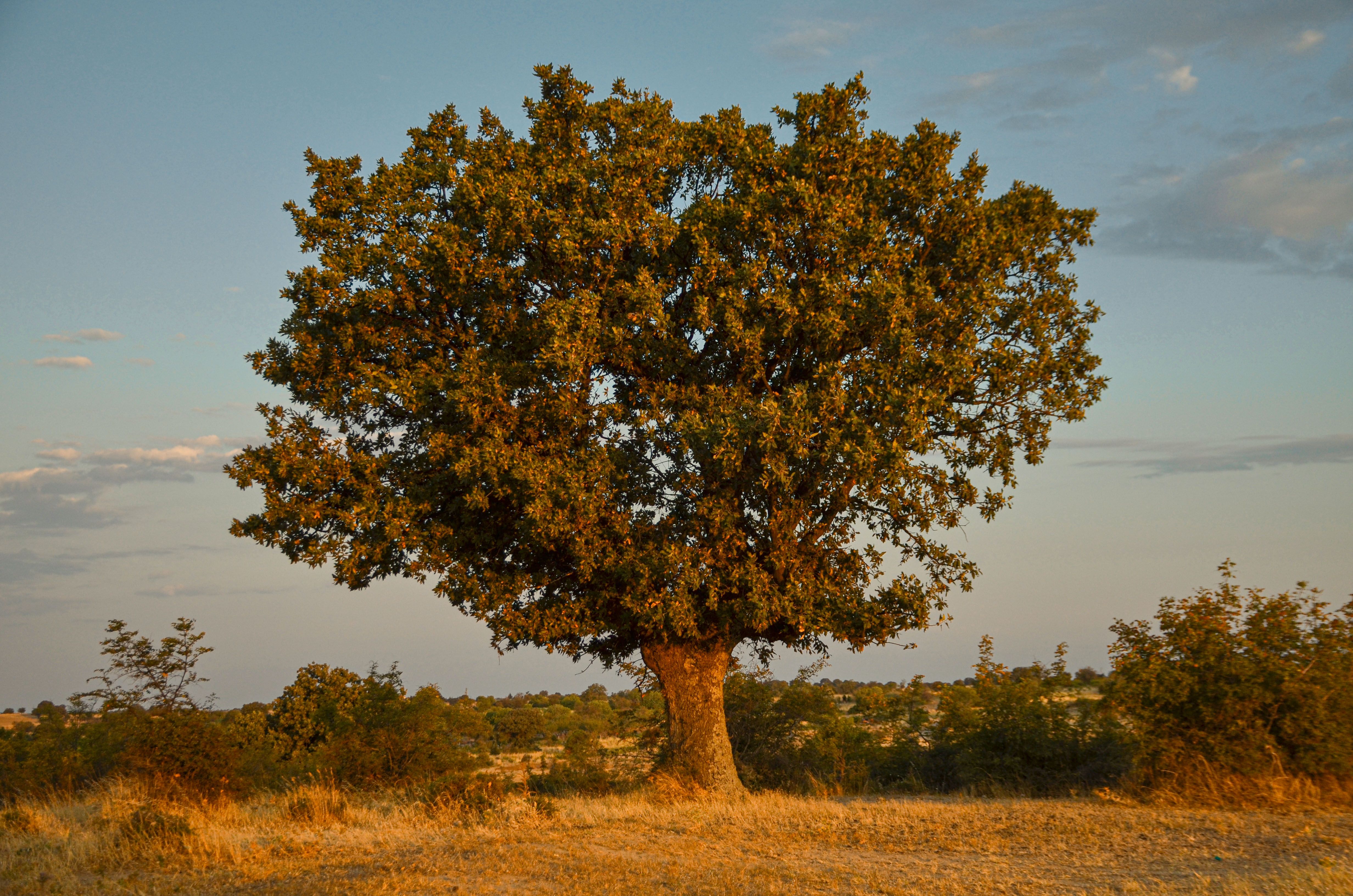 A solitary oak tree stands in a field during golden hour, illuminated by the warm sunset light.