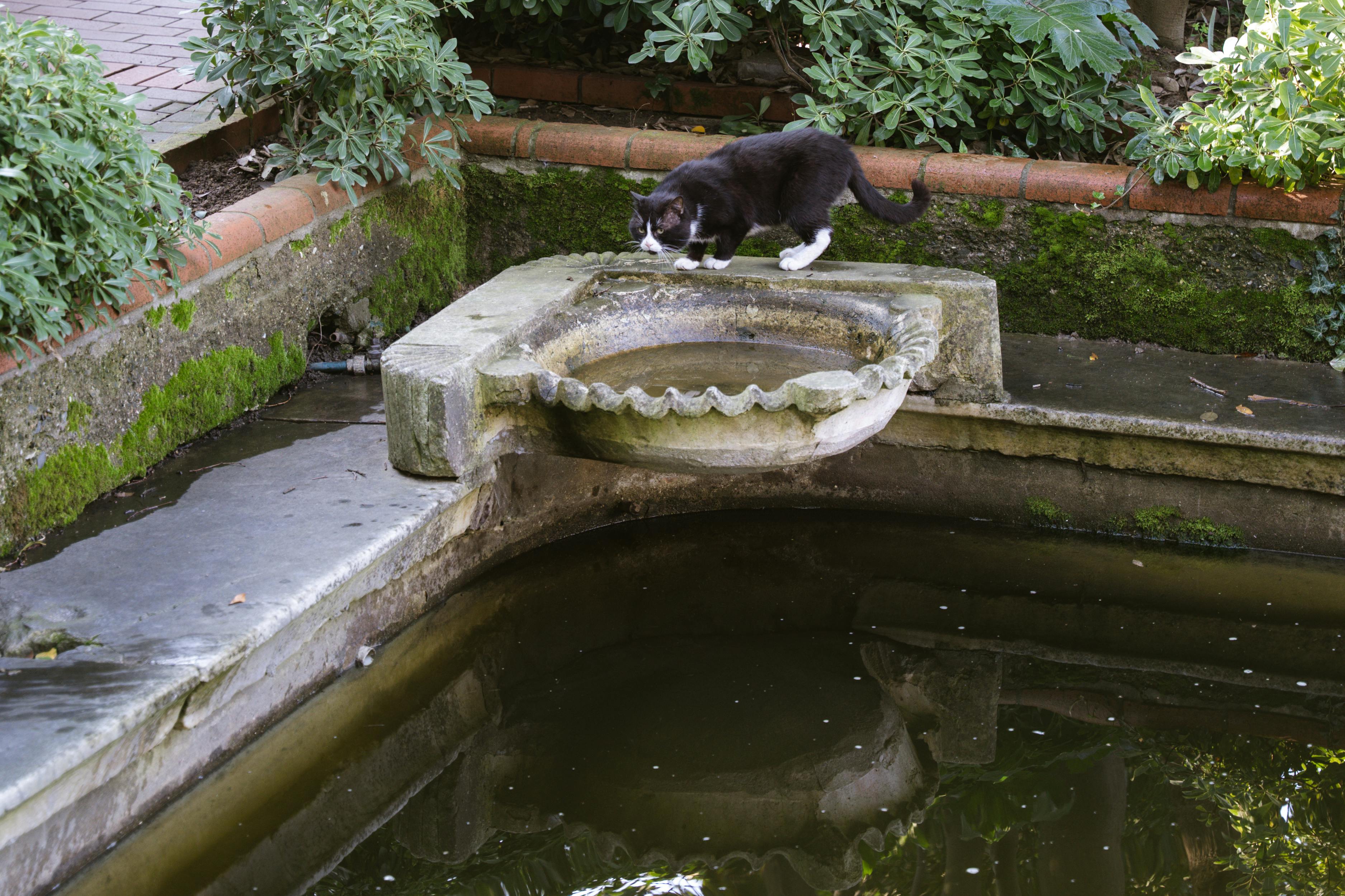 Black and white cat drinking from a decorative garden fountain surrounded by lush greenery.