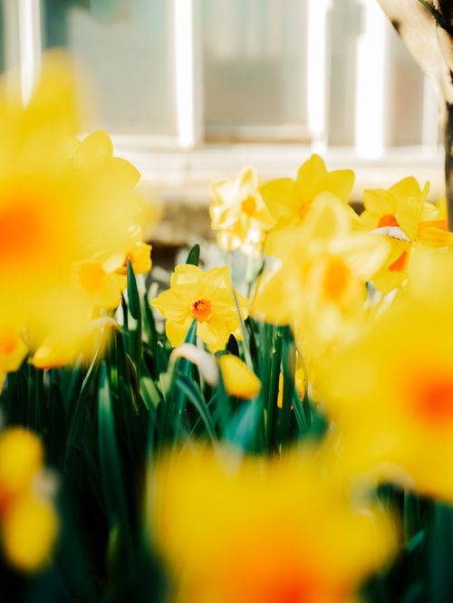 Free Bright yellow daffodils flourish under sunny skies, capturing the essence of spring. Stock Photo