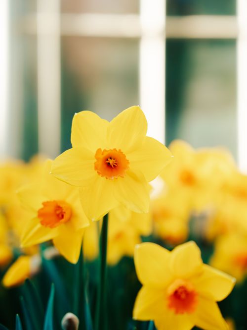 Free A close-up of vibrant yellow daffodils with orange centers, outdoors in soft light. Stock Photo