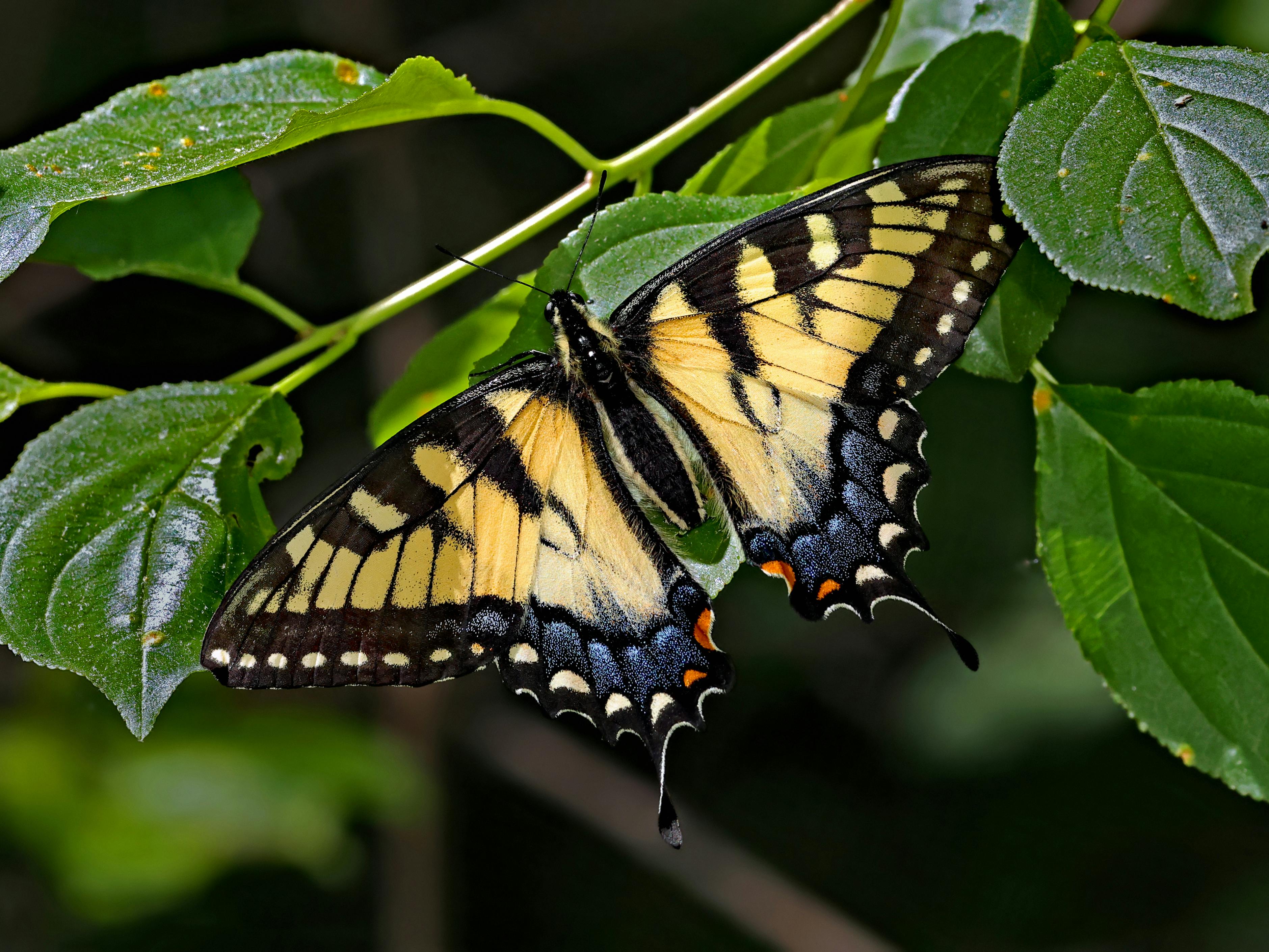 A detailed close-up of an Eastern Tiger Swallowtail butterfly on green leaves in natural light.