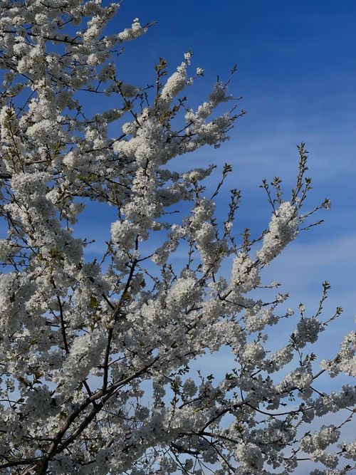 Free White cherry blossoms in full bloom on a sunny day against a vibrant blue sky. Stock Photo