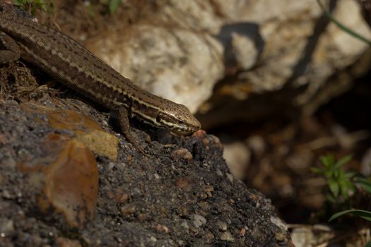lizard photo