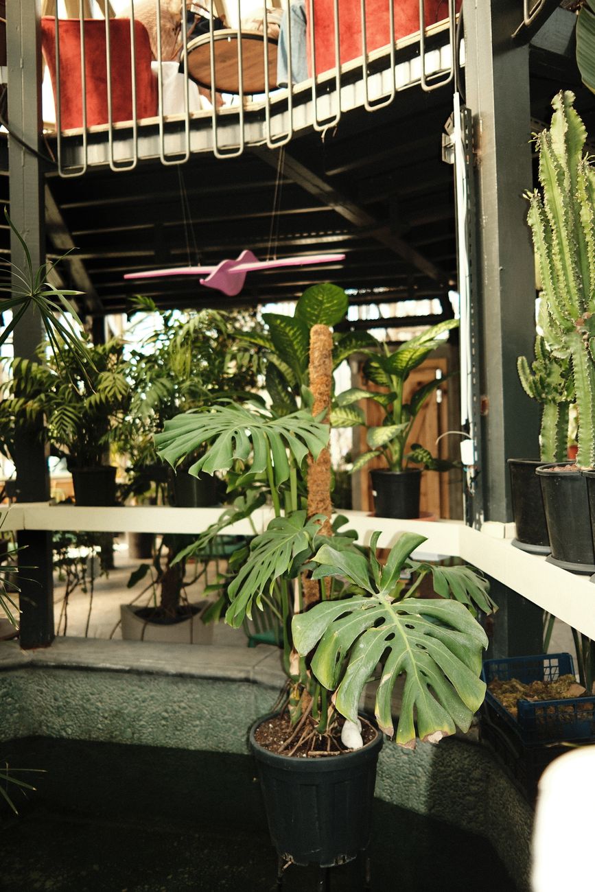 Lush indoor garden with potted tropical plants like monstera and cacti, showcasing urban greenery.