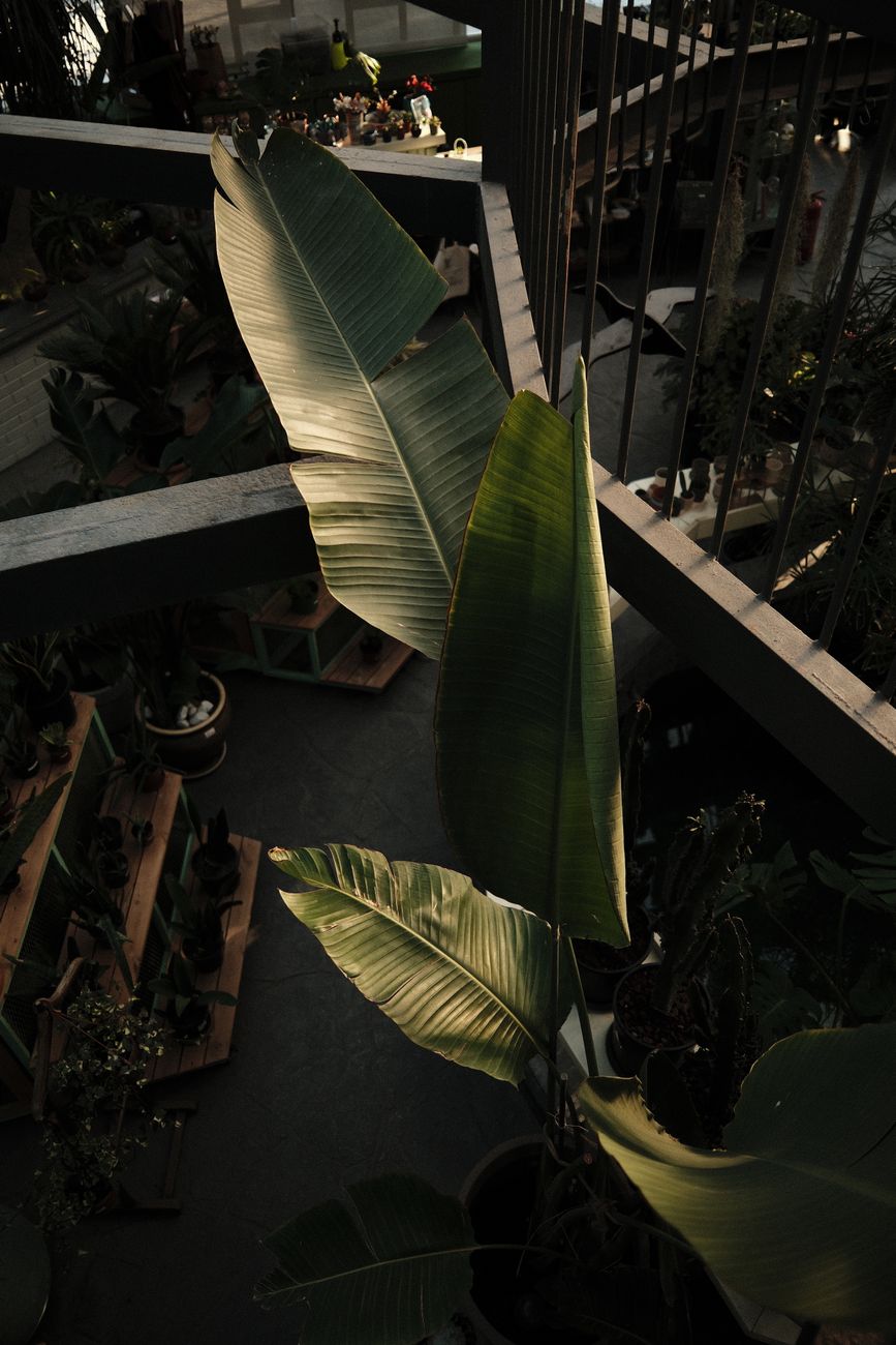 Tropical plant leaves in an indoor garden setting, highlighted by natural sunlight.