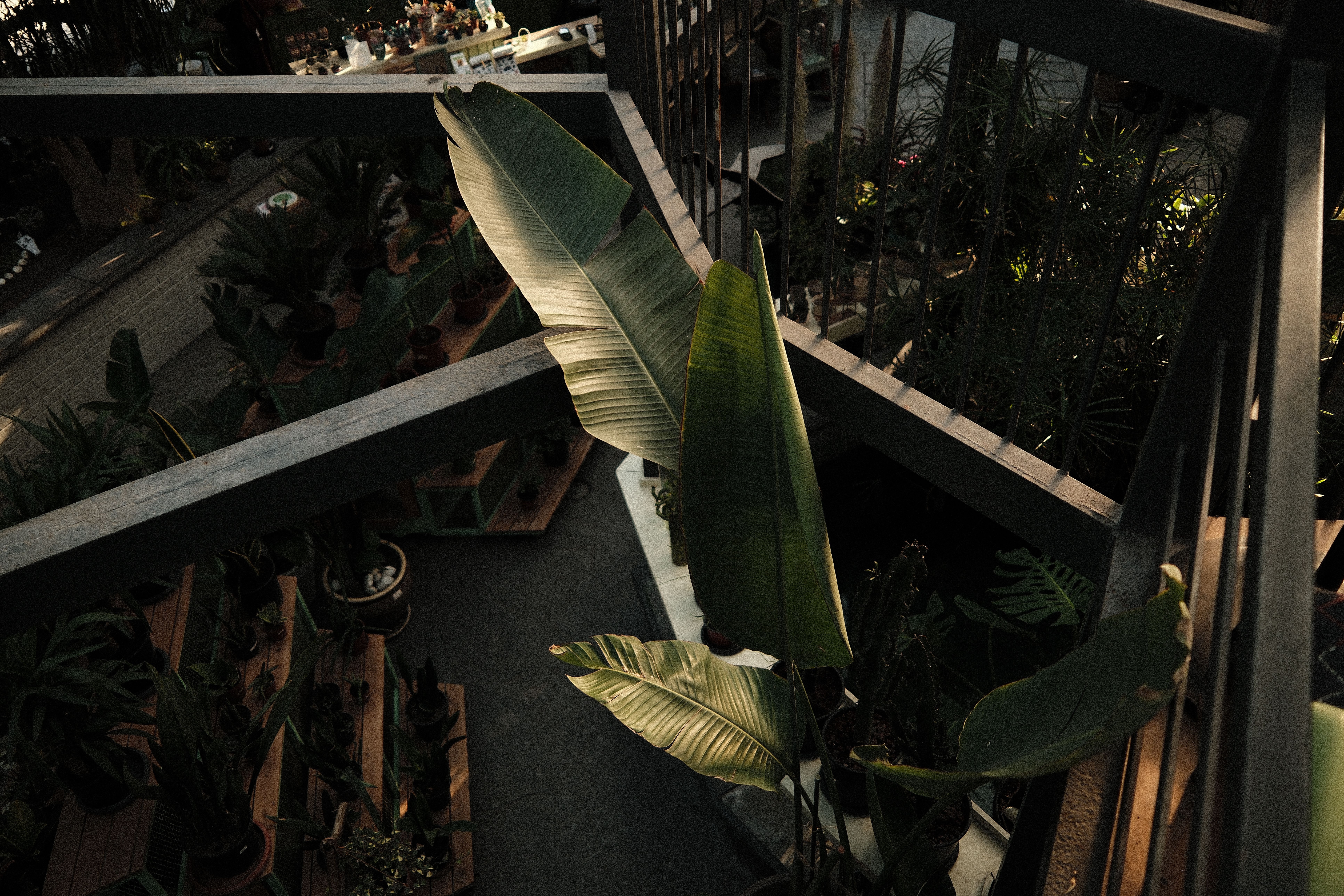 Planten decoratie met lichtslingers voor tuinfeest.
