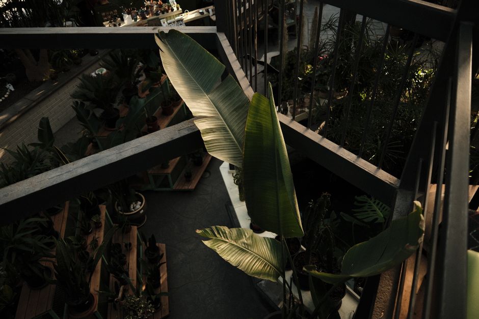 Planten decoratie met lichtslingers voor tuinfeest. Planten decoratie met lichtslingers voor tuinfeest.