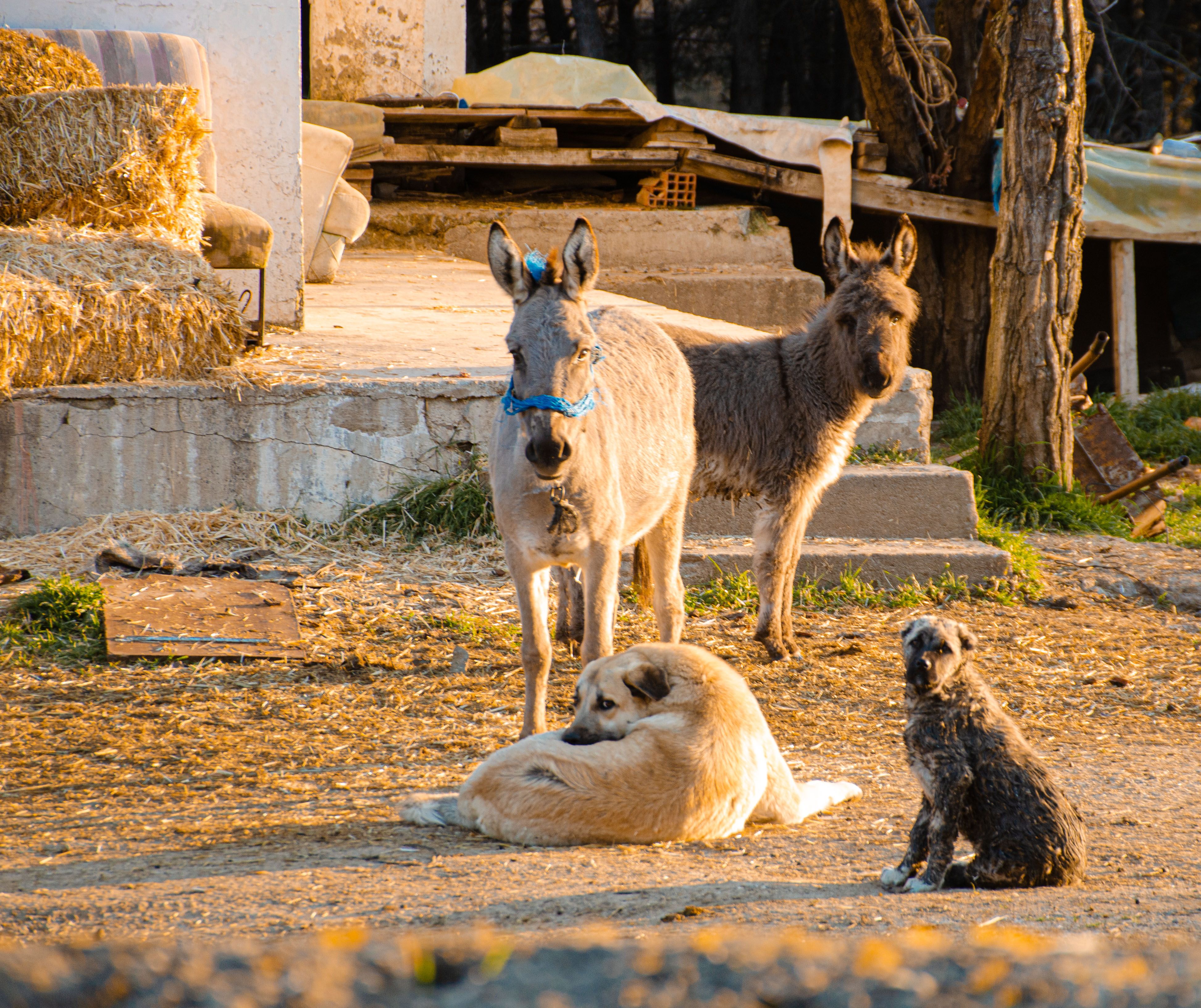 C.A.R.E.4Paws and Farm Supply Partner to Expand Access Pet Care — Photo by Ecem Harmankaya on Pexels