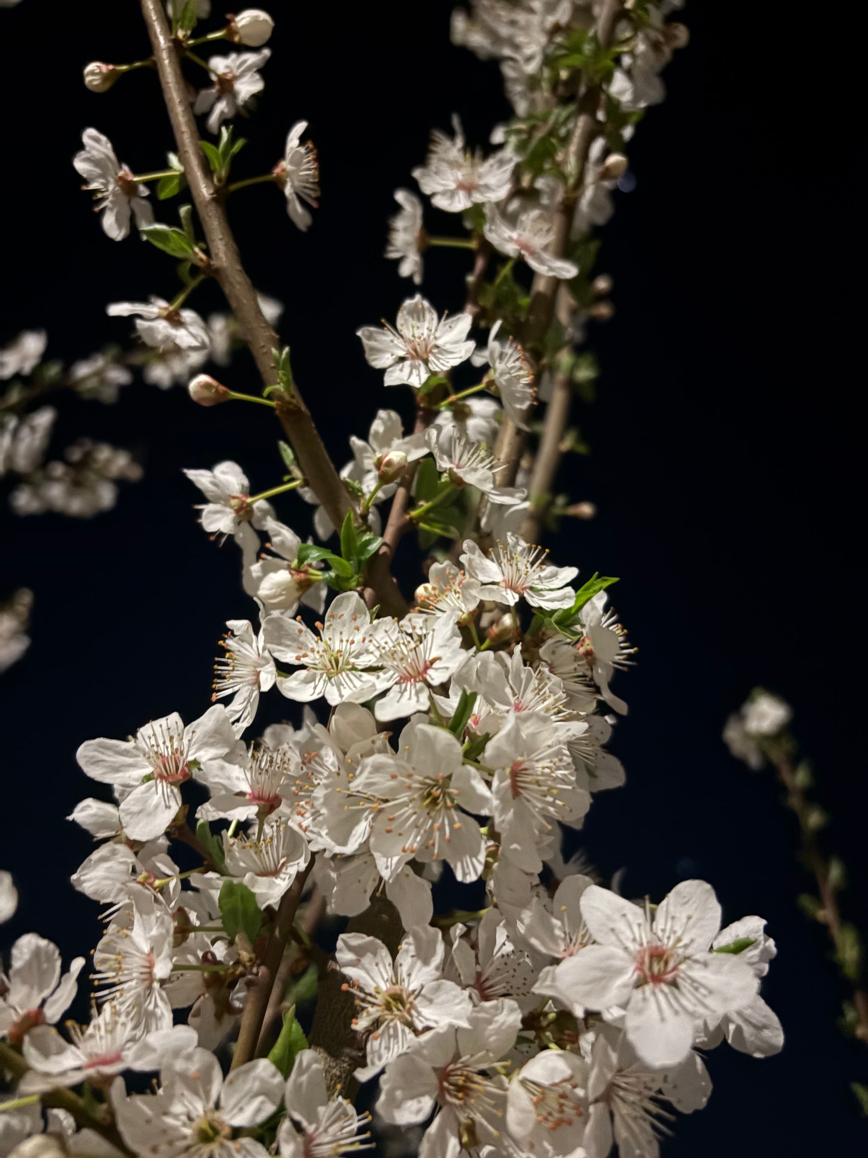 The Impact of Artificial Night Light on Your Garden: Protecting Night-Blooming Flowers and Fruiting Trees from Disrupted Cycles and Reduced Yields